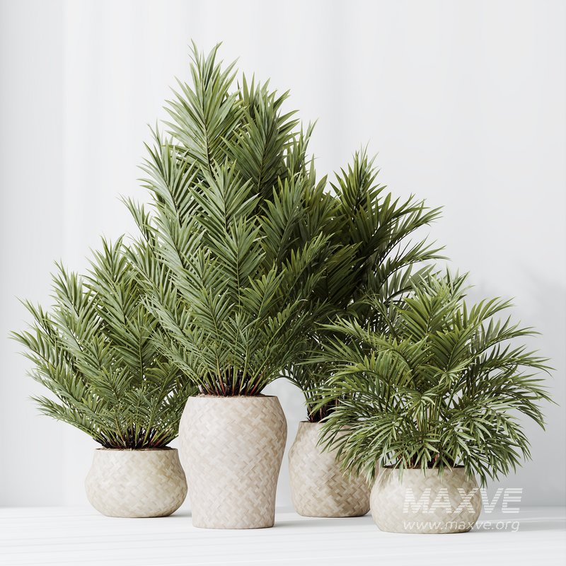 HQ HousePlants Cyara Areca Palm Paradise Kentia Everlasting Set02 - Image 3