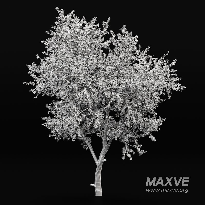 Blooming lemon tree - Image 4