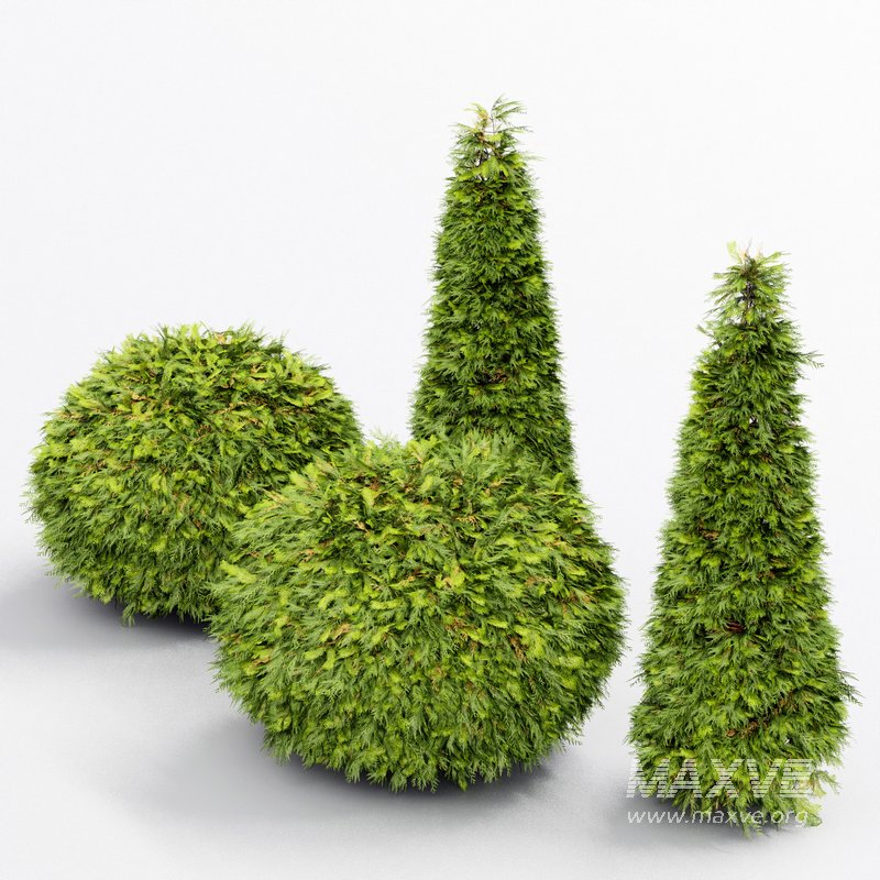 Evergreen Shrubs Golden Globe Dwarf Thuja - Image 4