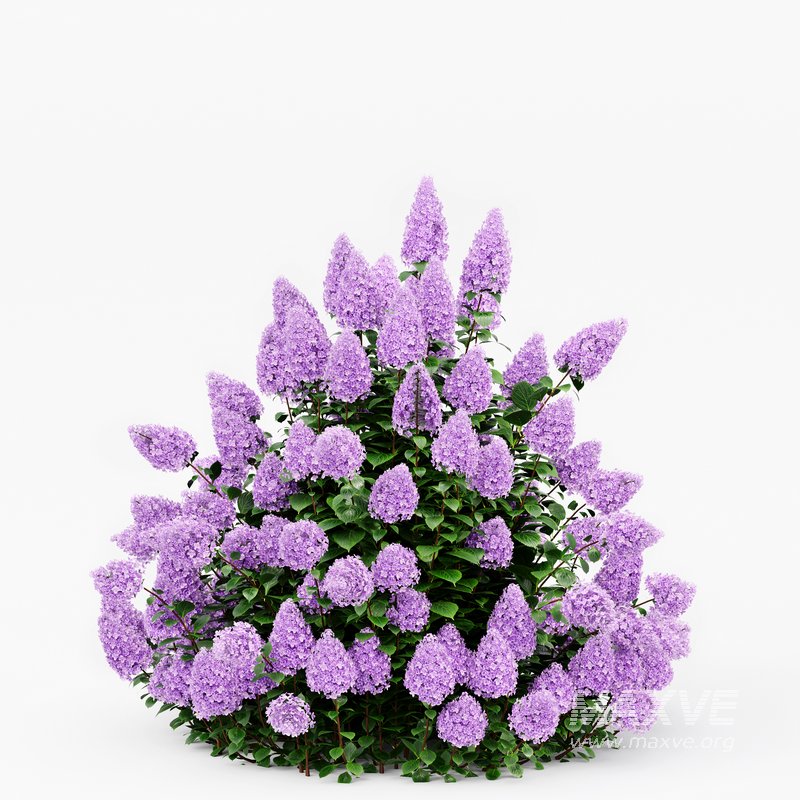 Hydrangea Paniculata Phantom - Image 4