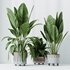 HQ HousePlants Ficus Elastica Beliza Tineke Variegated Rubber - Thumbnail 2