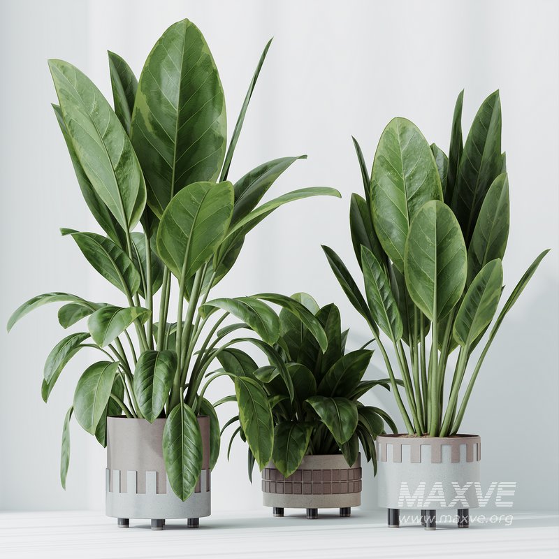 HQ HousePlants Ficus Elastica Beliza Tineke Variegated Rubber - Image 2