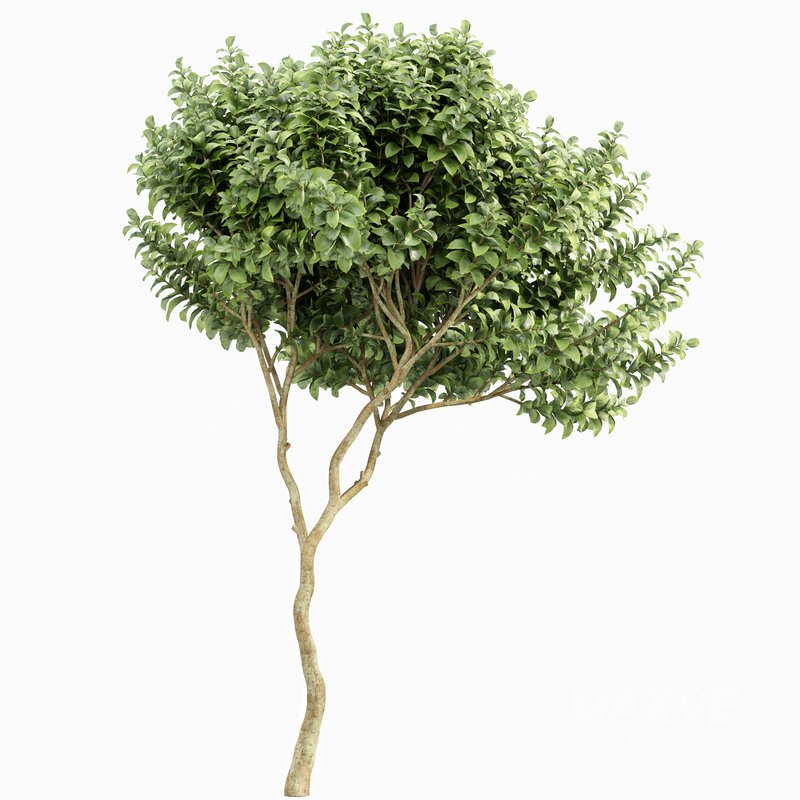 Joy Perfume Orange Michelia Champaca 3 Trees - Image 4