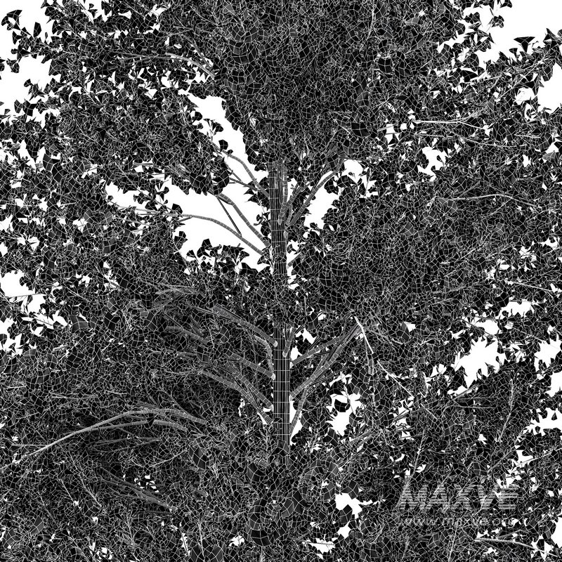 Maidenhair Tree Ginkgo Biloba Fall - Image 3