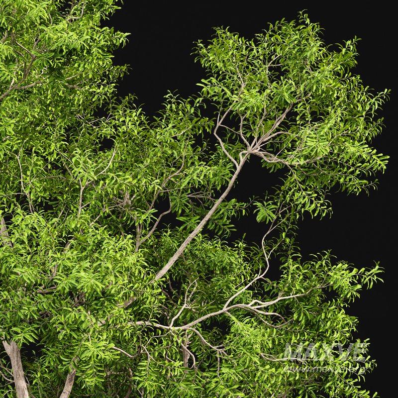 Ghost Gum Tree Corymbia Aparrerinja - Image 4