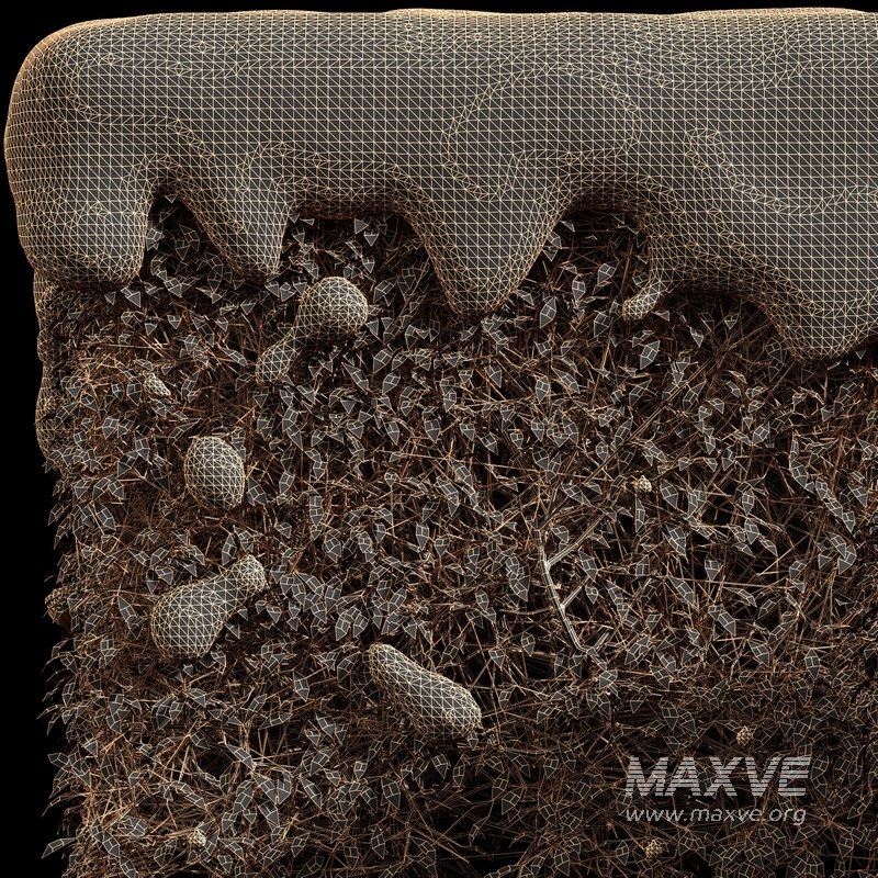 Dwarf Yaupon Holly Winter - Image 4