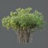 HQ Plants Banyan Ficus Benghalensis Tree - Thumbnail 3