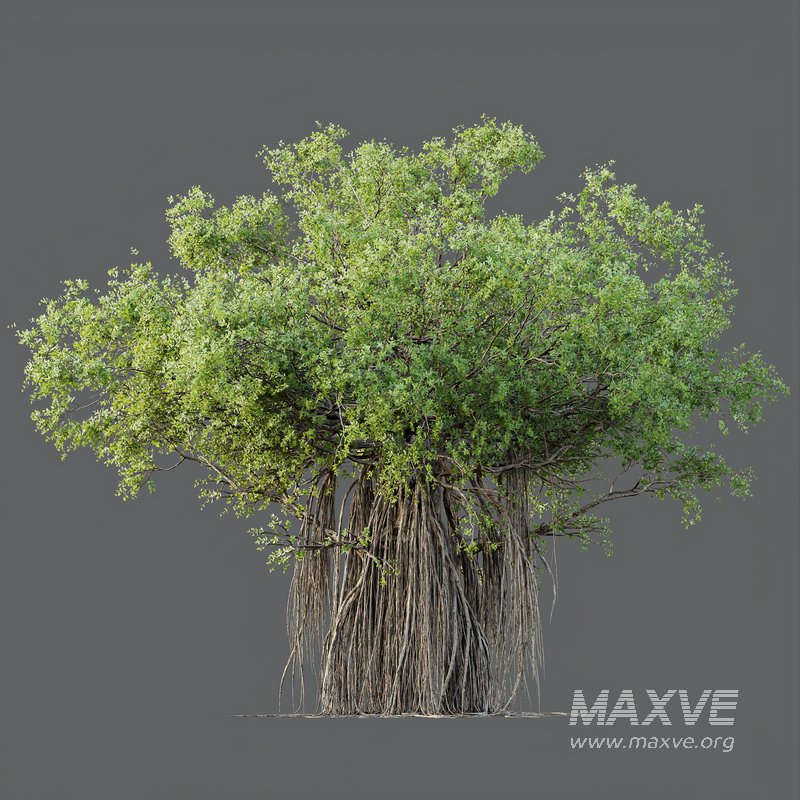 HQ Plants Banyan Ficus Benghalensis Tree - Image 3