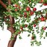 Apple fruit tree - Thumbnail 4