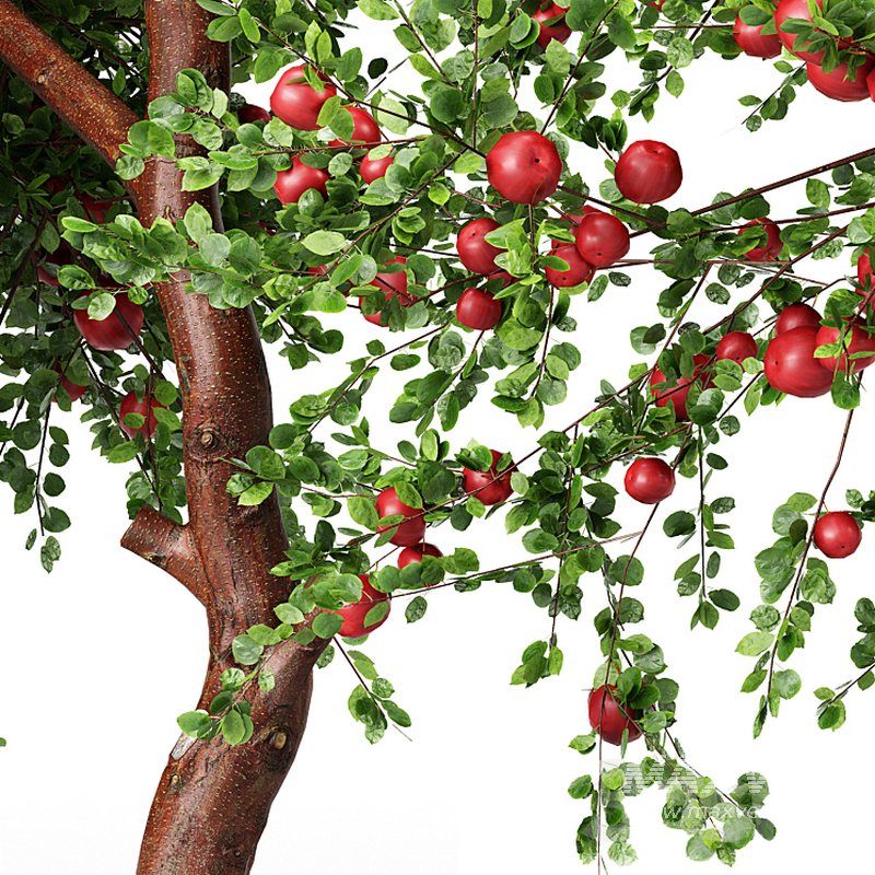 Apple fruit tree - Image 4