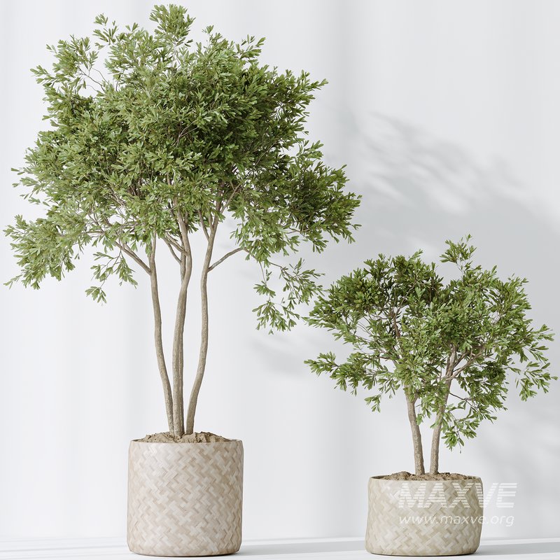 Indoor plants set 98 Areca Palm Kentia and Wilsonii Chemlali Olive and Ficu Cyathistipula - Image 4