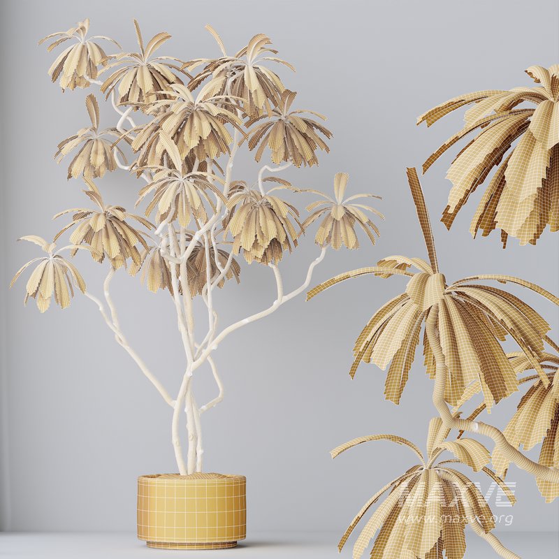 HQ HousePlants Decorative Ficus Cyathistipula African Fig02 - Image 2