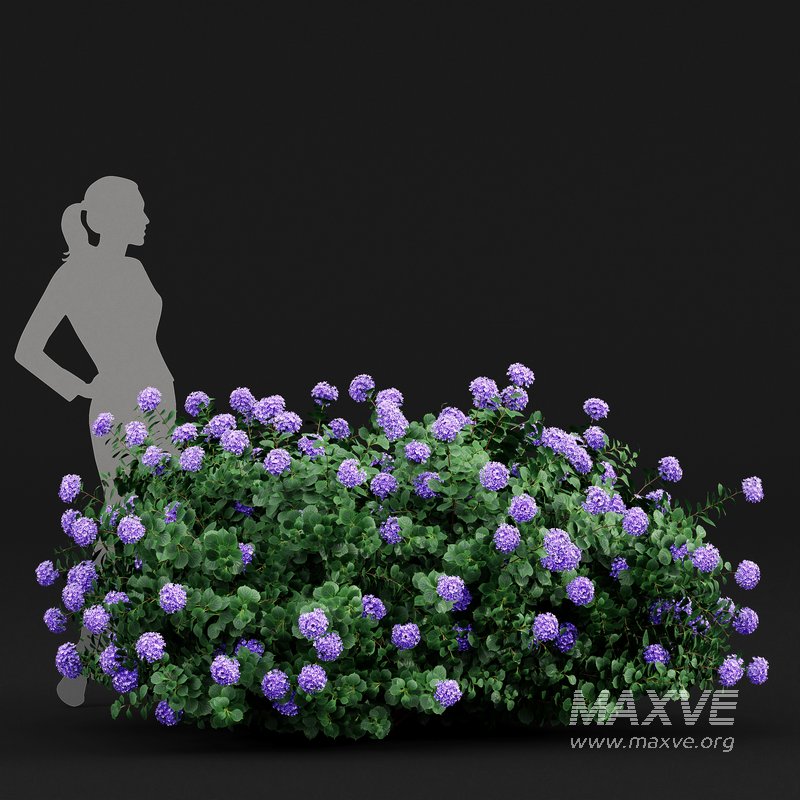 Bigleaf Hydrangeas flower Garden Gate - Image 3