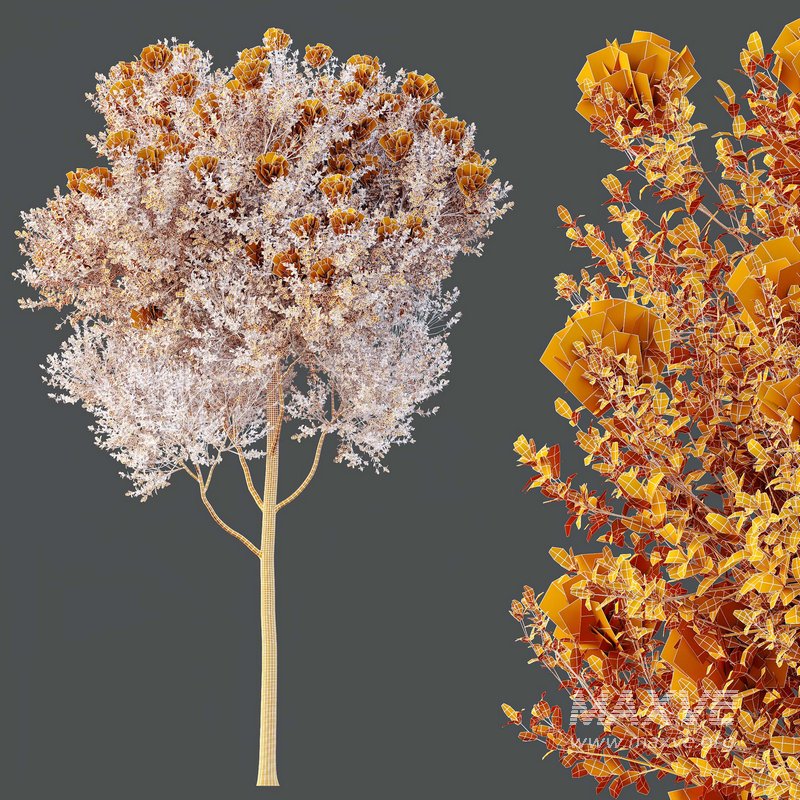 HQ Plants Teak Tectona Grandis Tree - Image 4