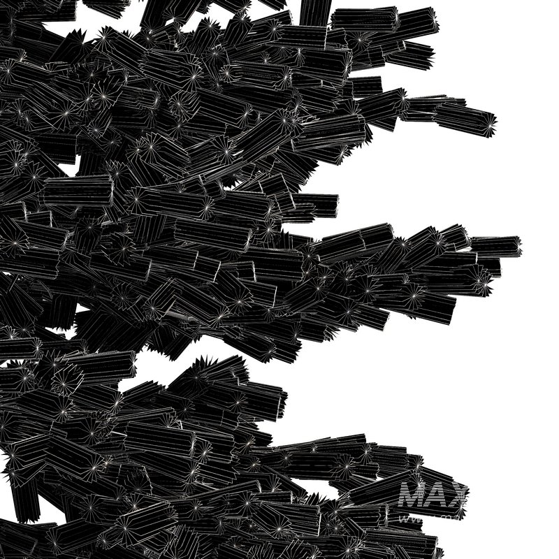 Black Spruce Picea Mariana Pine - Image 2