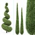 Beloved Italian Cypress 5 trees ideas - Thumbnail 2