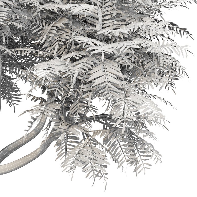 Velvet Mesquite 2Trees - Image 4