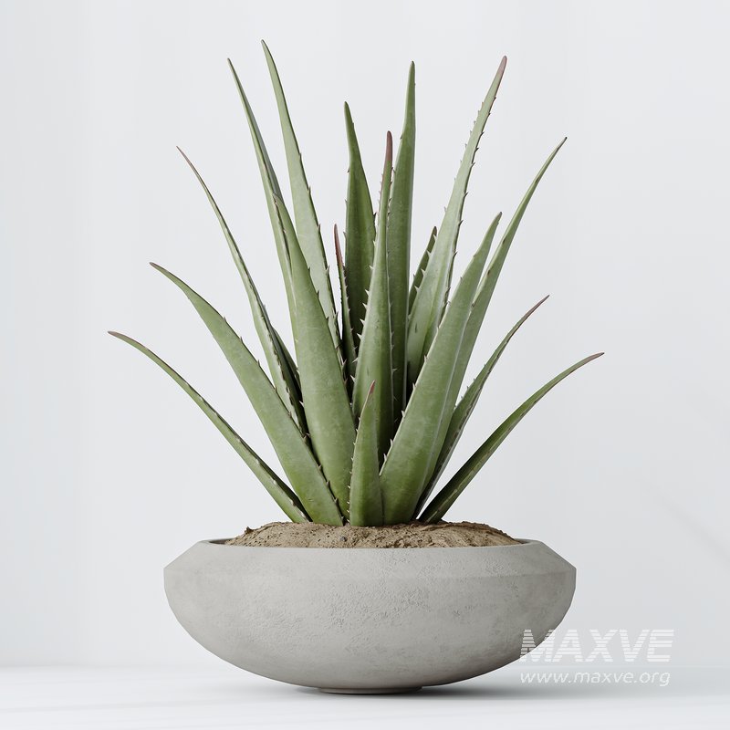 Indoor plants set 101 Spathiphyllum Wallisii and Ficus Cyathistipula - Image 2