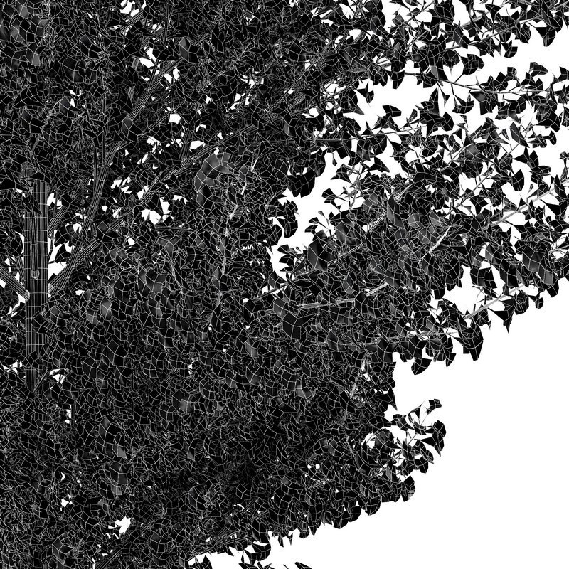 Maidenhair Tree Ginkgo Biloba Fall Gardens - Image 4