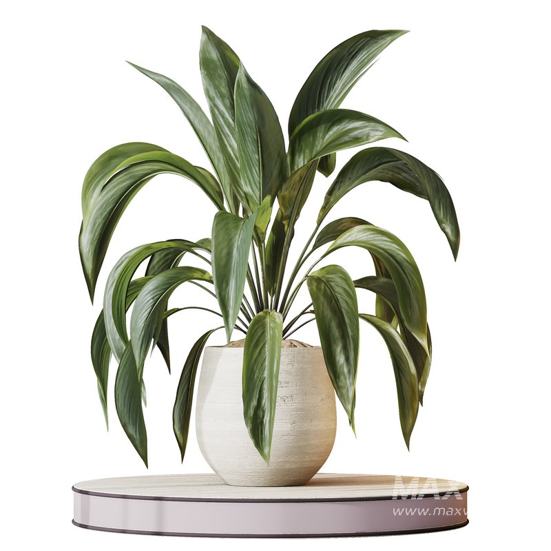 Indoor plants set 97 Dypsis Areca Palm and Spathiphyllum Wallisii - Image 3