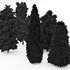 5 Different tree Leyland cypress Slender Hinoki Rocky Mountain green coniferous Cupressocyparis - Thumbnail 4