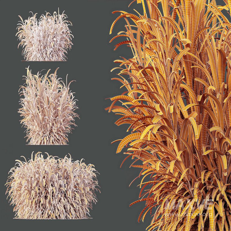 HQ Plants Elephant Grass Pennisetum Purpureum - Image 4