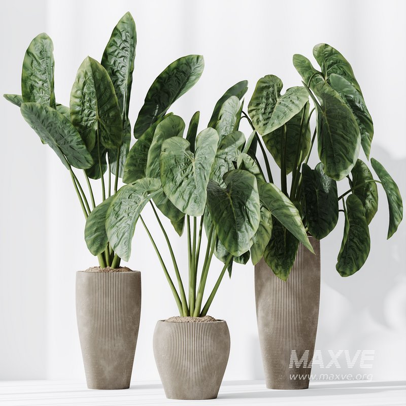 HQ HousePlants Cunjevoi Alocasia Jardin Brisbanensis Fittingly Elephant Set02 - Image 4