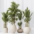 HQ HousePlants Cyara Areca Palm Paradise Kentia Everlasting Set03 - Thumbnail 3