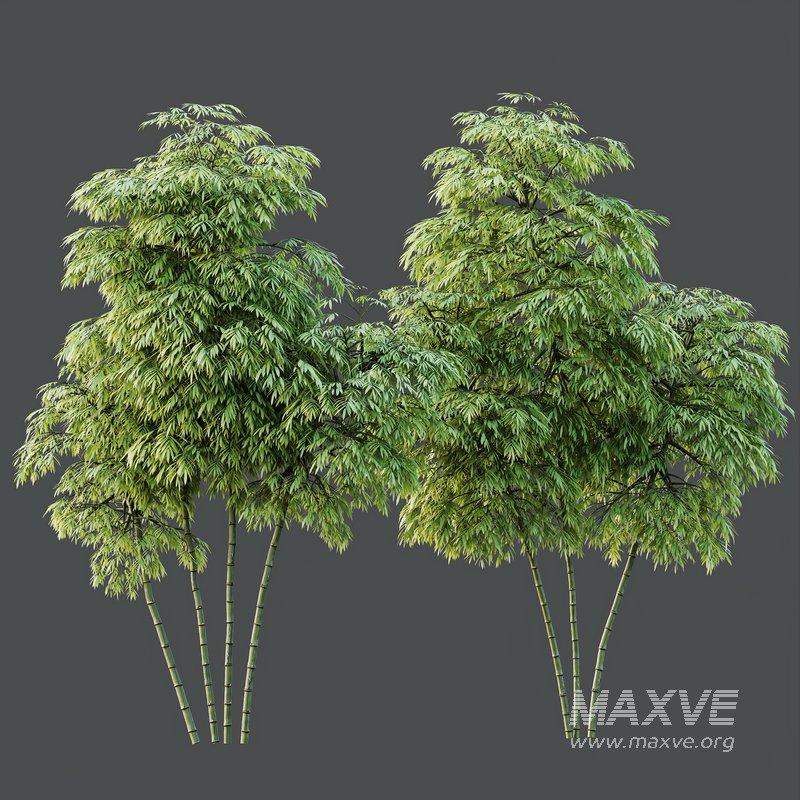 HQ Plants Bamboo Bambusoideae Tree - Image 5