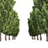 Italian Cypress High details 3Trees - Thumbnail 4
