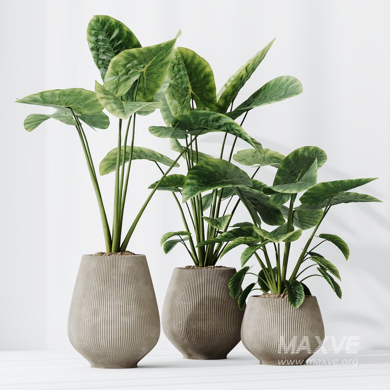 HQ HousePlants Cunjevoi Alocasia Jardin Brisbanensis Fittingly Elephant - Image 4