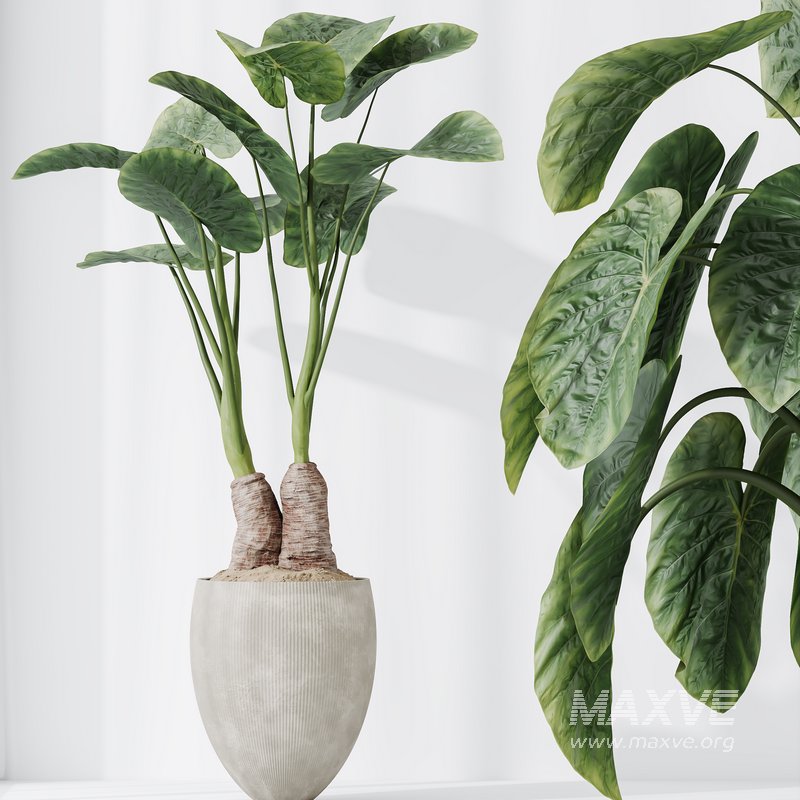 HQ HousePlants Cunjevoi Alocasia Jardin Brisbanensis Fittingly Elephant Set03 - Image 2