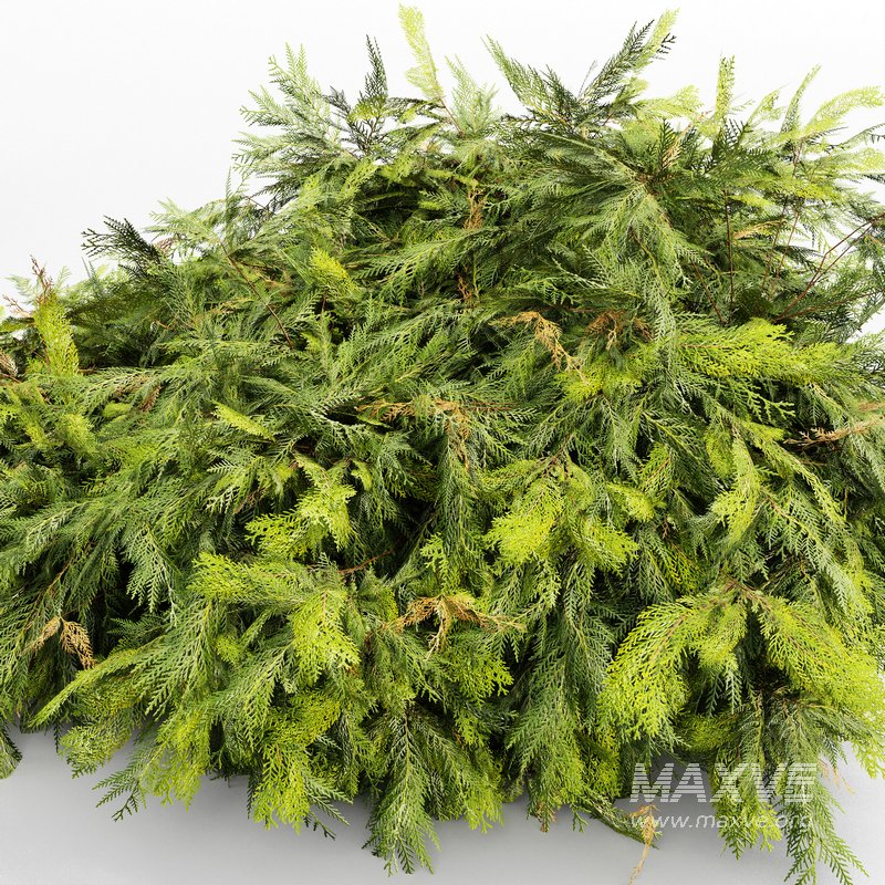 Different Bush Golden Globe Dwarf Thuja Spruce - Image 5