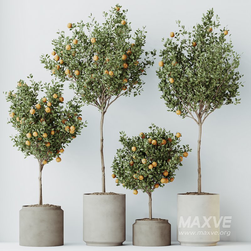 HQ HousePlants Mandarin Citrus Fruit Orange Calamondin Tree Set02 - Image 4