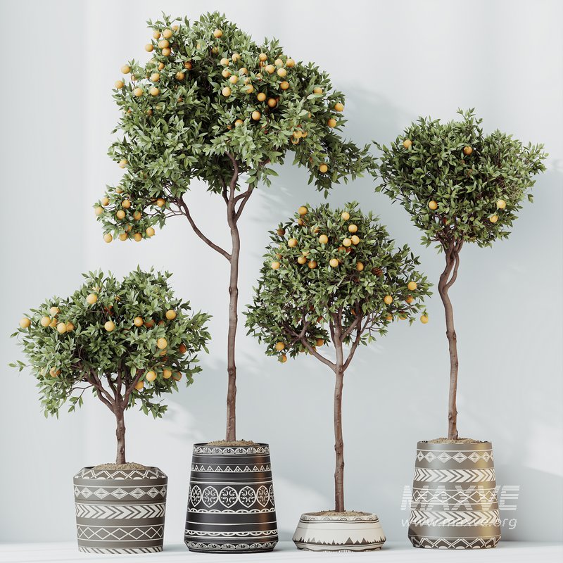 HQ HousePlants Mandarin Citrus Fruit Orange Calamondin Tree - Image 5