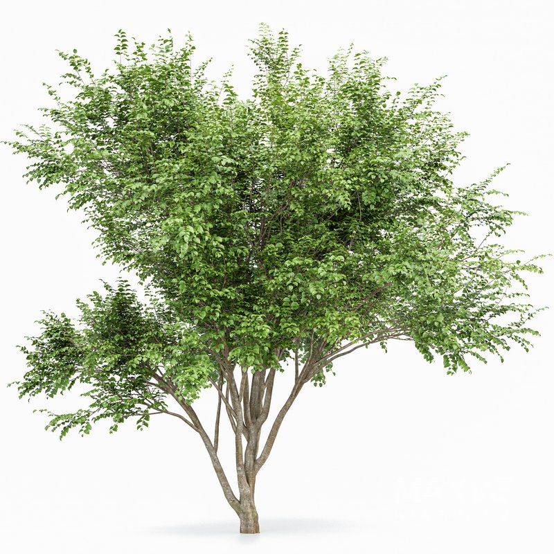 European Beech 2 Trees - Image 4