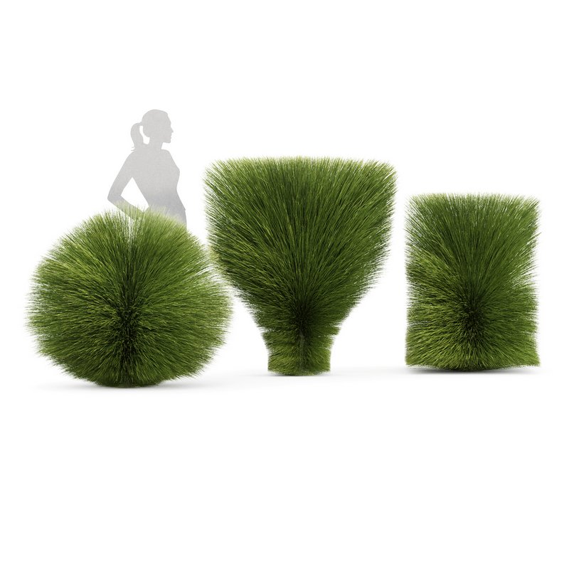 description Maiden Grass Miscanthus sinensis Gracillimus Tuin Grassen - Image 2