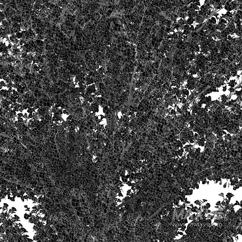 Maidenhair Tree Ginkgo Biloba Gardens - Image 4