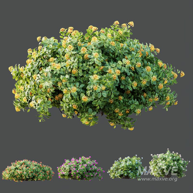 HQ Plants lantana Camara Confetti Bush - Image 2