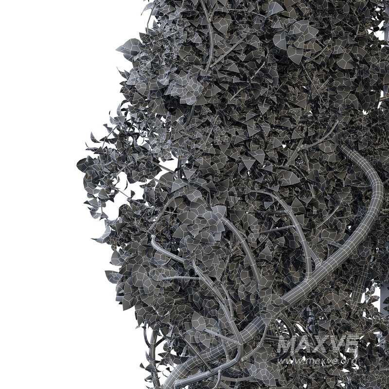 Magical Tree Tunnel Was Carved Out - Image 2