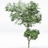 Beautiful Trees Carpinus Betulus and Japanese Cherry Leaf - Thumbnail 5