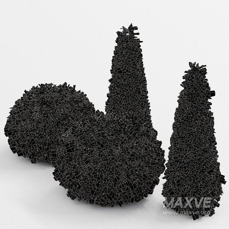 Evergreen Shrubs Golden Globe Dwarf Thuja - Image 5