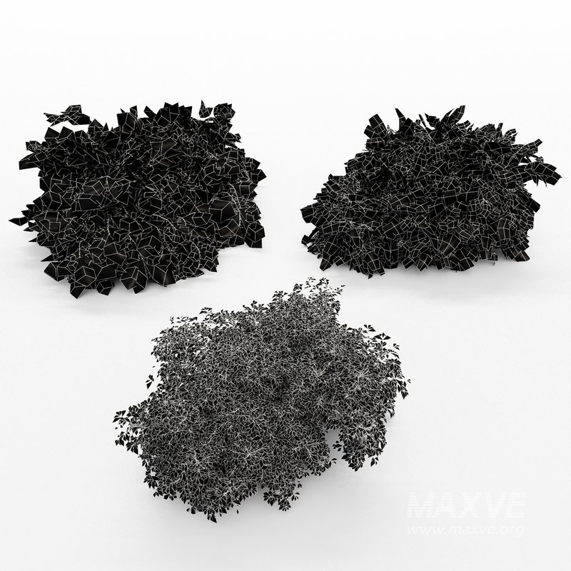 Different Bush Golden Globe Dwarf Thuja Spruce - Image 6