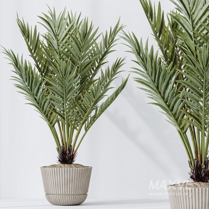 Indoor plants set 103 Lutescens Palm and Cunjevoi Alocasia - Image 5