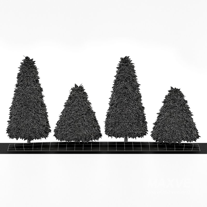 2 Different tree Cone shaped green coniferous - Image 4