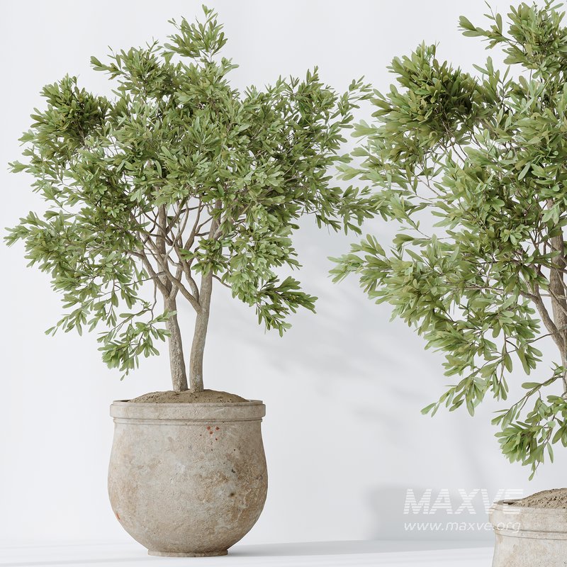 Indoor plants set 99 Lutescens Areca Palm and Ficus Benjamina and Paradise Strelitzia - Image 4