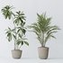 Indoor plants set 97 Dypsis Areca Palm and Spathiphyllum Wallisii - Thumbnail 4
