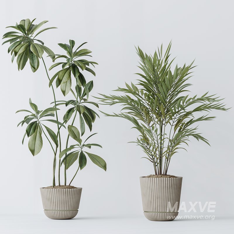 Indoor plants set 97 Dypsis Areca Palm and Spathiphyllum Wallisii - Image 4