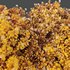 HQ Plants lantana Camara Confetti Bush - Thumbnail 4