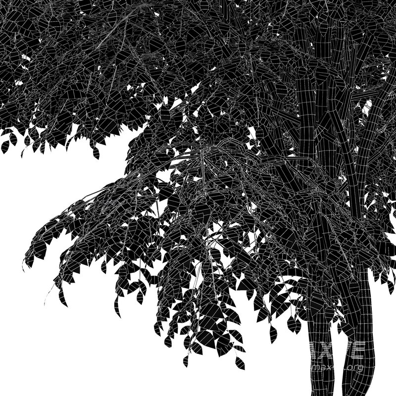 European Bladdernut Tree Staphylea Pinnata - Image 5